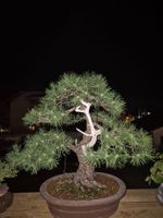 Japanische Bergkiefer