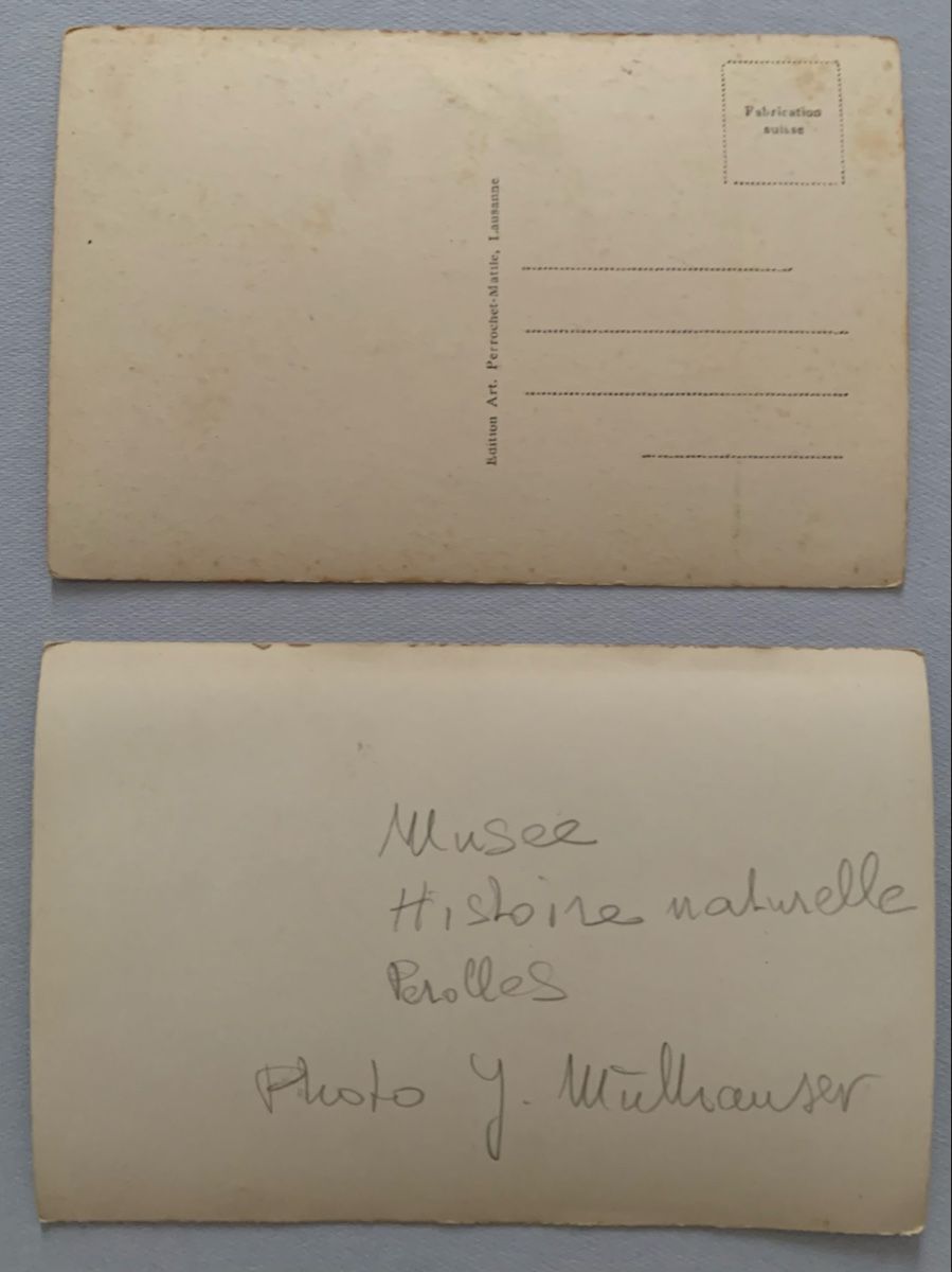 Cartoline postali: Ansichtskarte/Photo - Boulevard de Pérolles/Chemin du Musée – Usato da Düdingen venduto da polytropon_5 3