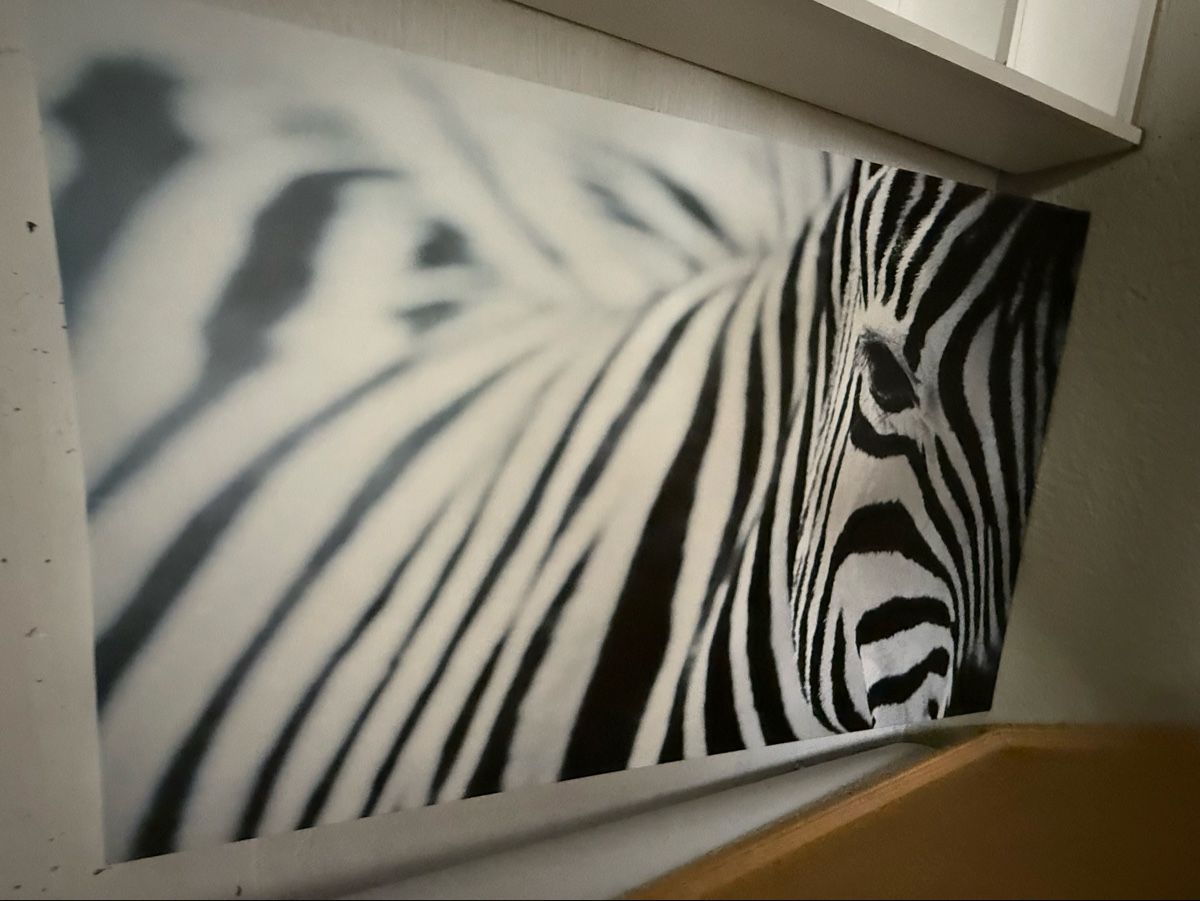 Foto & Immagini: Bild Ikea Zebra – Usato da Luzern venduto da chevy7779
