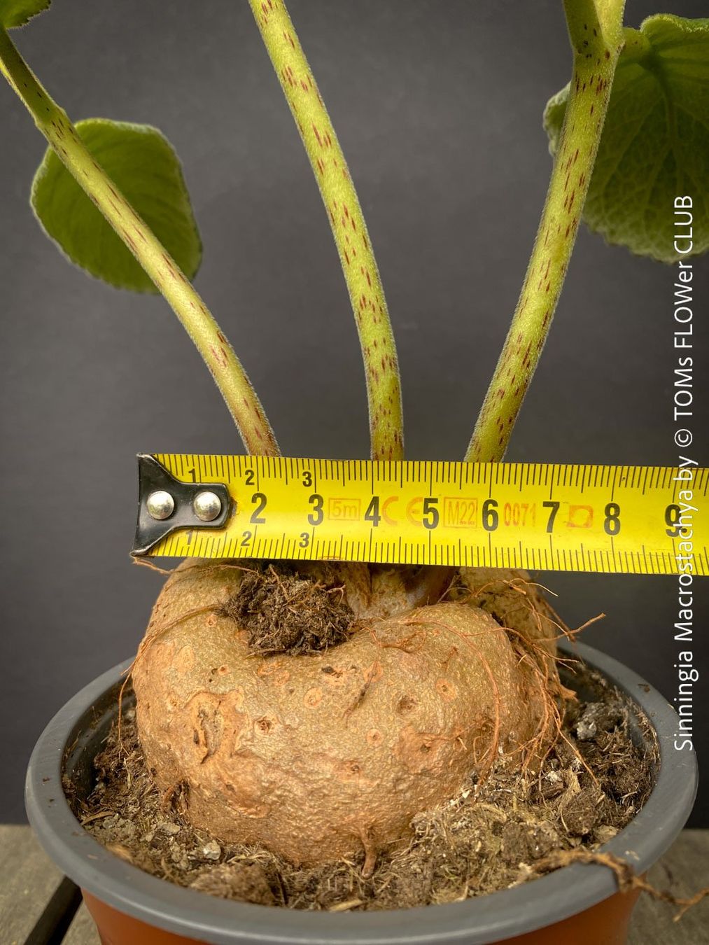 Plantes & graines: Sinningia Macrostachya - einzigartige Blütenpflanze – Neuf avec emballage d'origine à Adliswil par astom369 5
