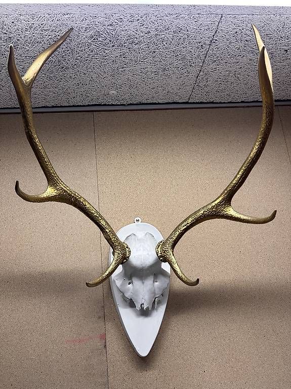 Il mondo degli animali: Grosses Hirschgeweih / Jagdtrophäe  Gold & Weiss – Usato da Küssnacht am Rigi venduto da pat_6r9x