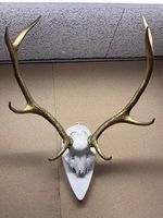 Grosses Hirschgeweih / Jagdtrophäe  Gold & Weiss