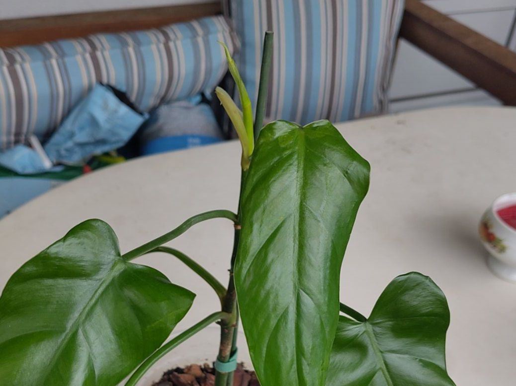 Pflanzen & Samen: Philodendron – Gebraucht aus Hinterkappelen von ale_jw55 1