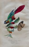 handkolorierter Stahlstich 1843 - Wellensittich Vogel