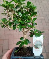 Bonsai blühende CARMONA 20-30 cm im rechteckigen Keramiktopf