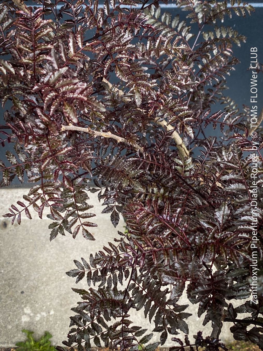 Pflanzen & Samen: Zanthoxylum Piperitum 'Diable Rouge' - Japanischer Pfeffer – Neu und originalverpackt aus Adliswil von asTOMas963 4