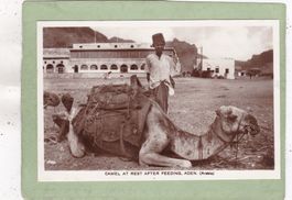 Jemen Aden Camel at Rest after Feeding