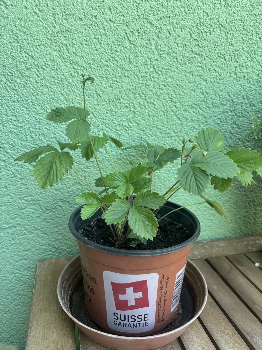 Pflanzen & Samen: Walderdbeeren  – Gebraucht aus Zürich von Siino