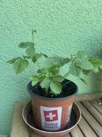 Walderdbeeren 