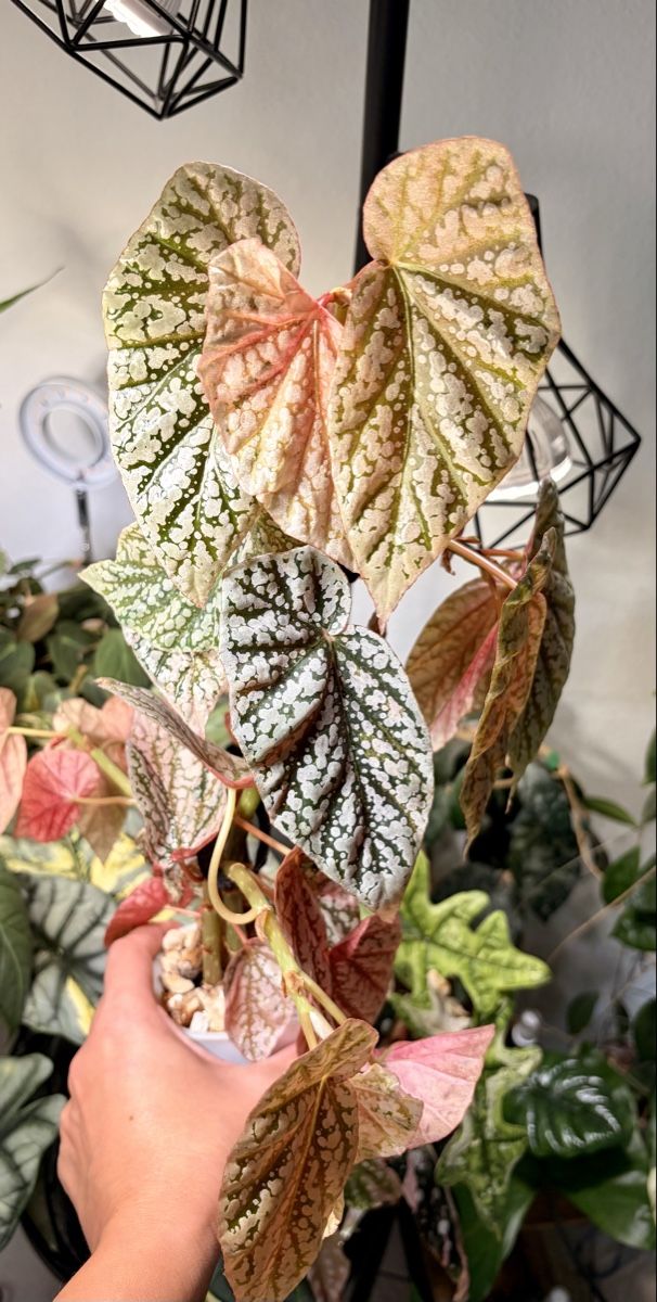 Piante & sementi: Begonia Snow Capped Variegata – Nuovo (secondo la descrizione) da Kaiseraugst venduto da dka_b97z 2