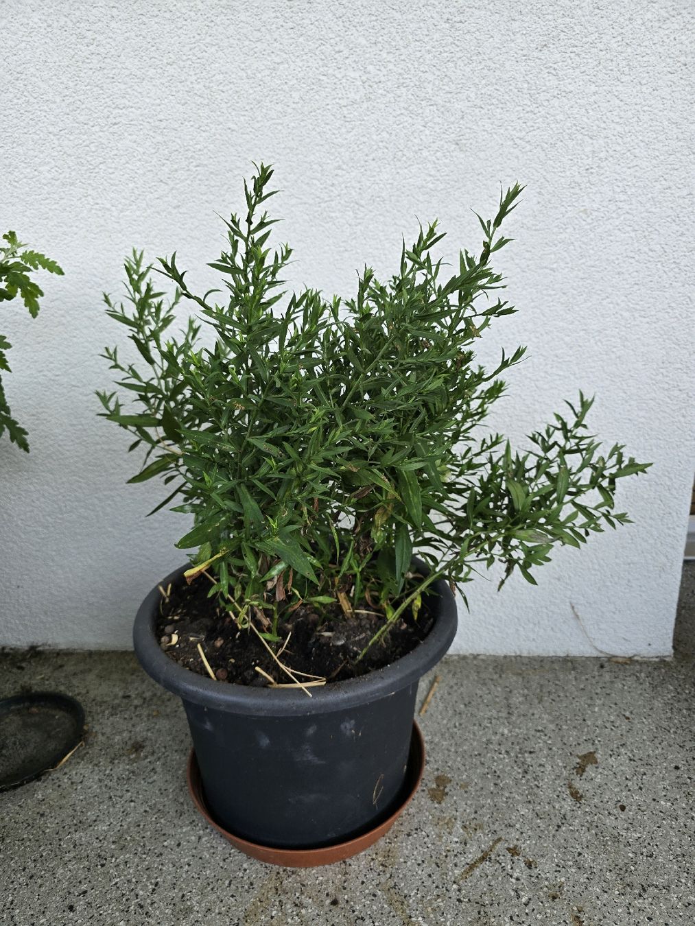 Pflanzen & Samen: Winterharte Astern – Gebraucht aus Rickenbach b. Wil von Kth_v8