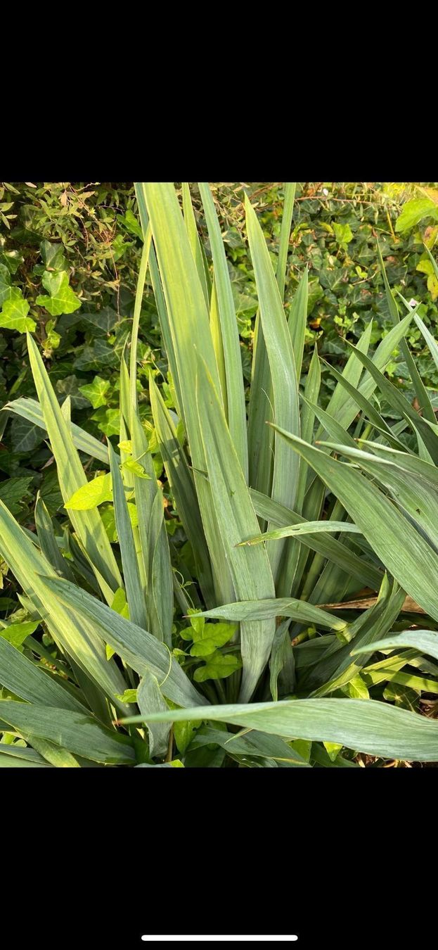 Piante & sementi: (KOPIE) Yucca Palme – Nuovo e nell'imballaggio originale da Höfen b. Thun venduto da Leonie2112 3