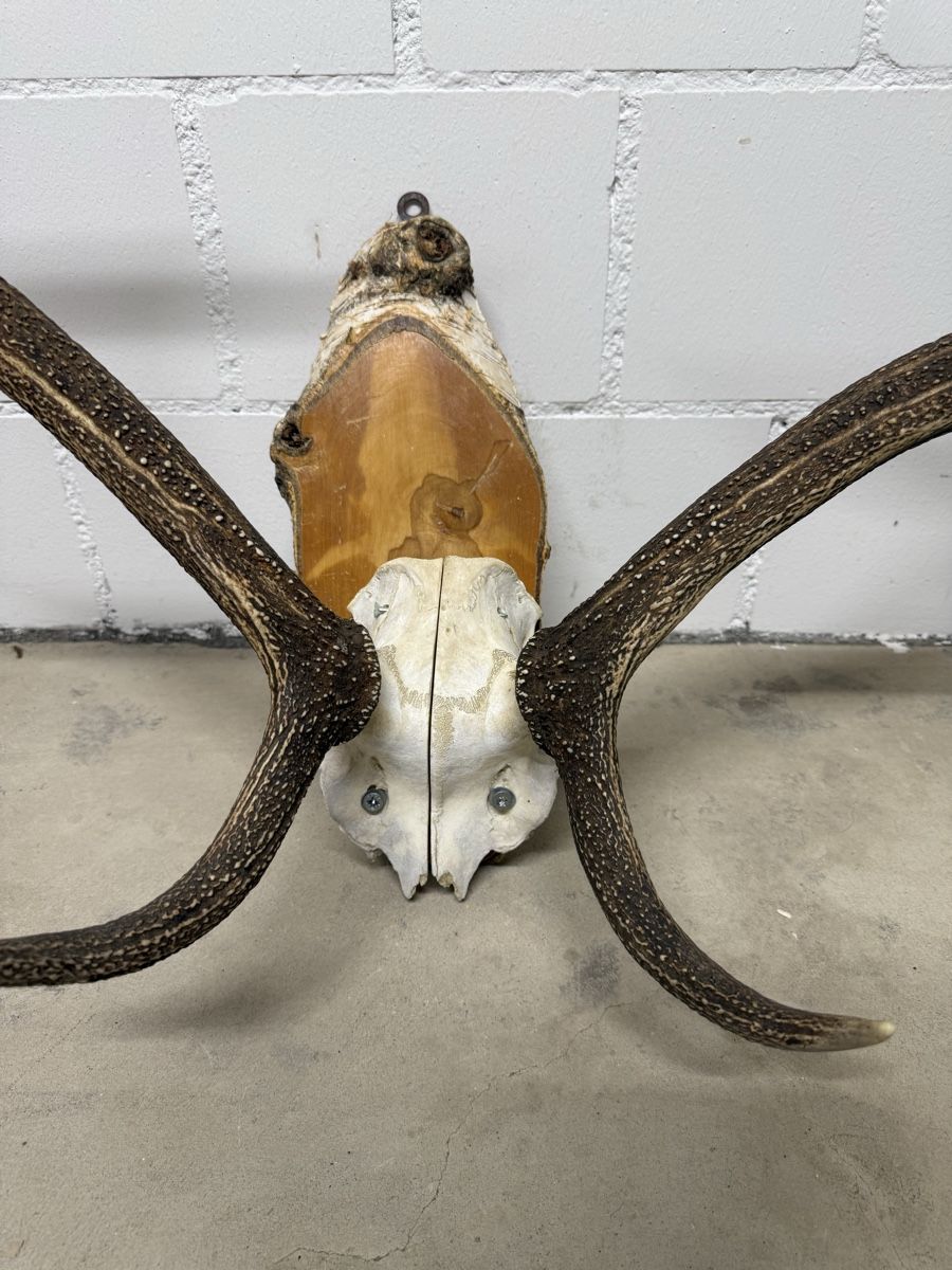 Il mondo degli animali: Hirschgeweih auf Holzbrett – Usato da Wabern venduto da sea_rnh9 2