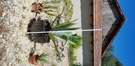 Agave ca. 100 cm (3)