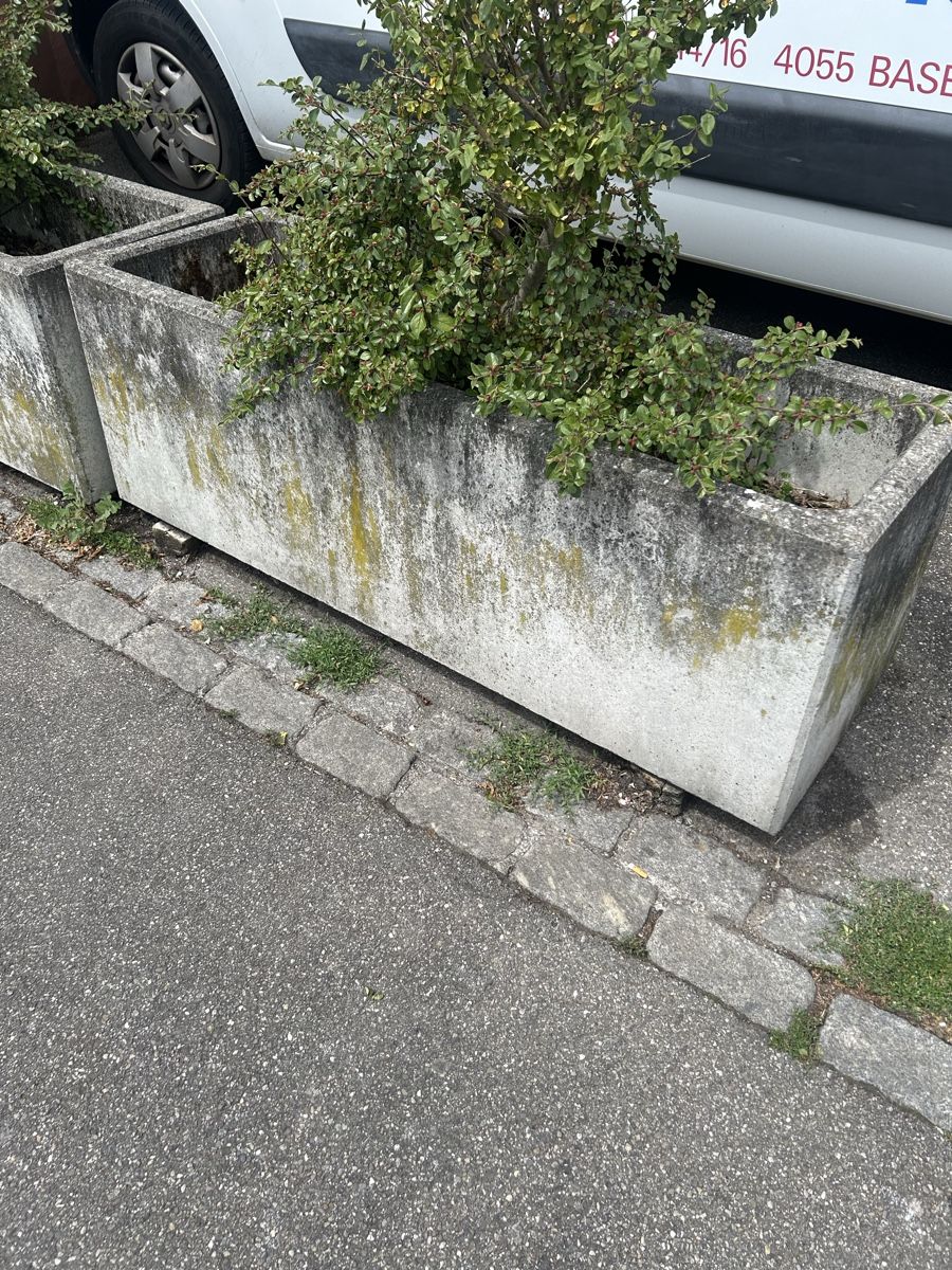 Pflanzen & Samen: Blume Puff Beton – Gebraucht aus Basel von Krisztina.na 1