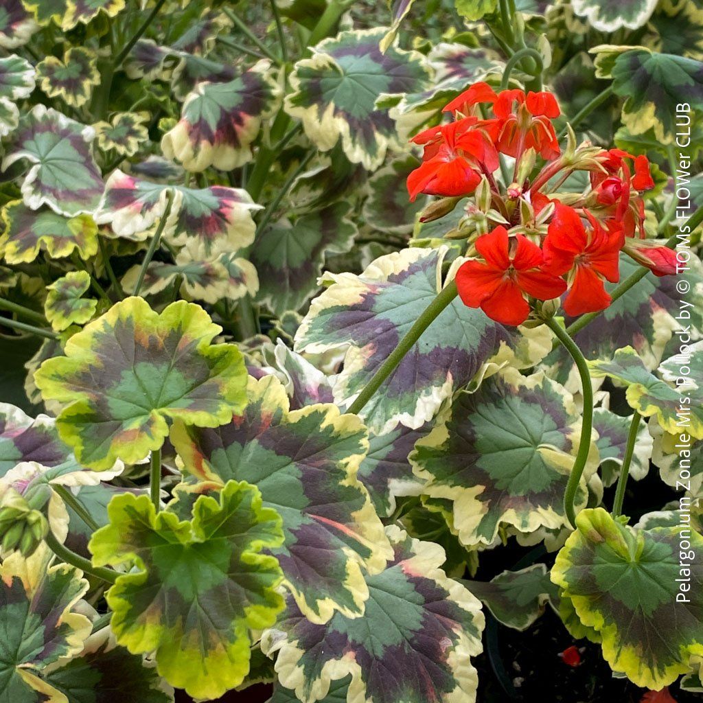 Piante & sementi: Pelargonium Zonale 'Mrs. Pollock' - historische Geranie – Nuovo e nell'imballaggio originale da Adliswil venduto da TAKEYOURPLANT 2