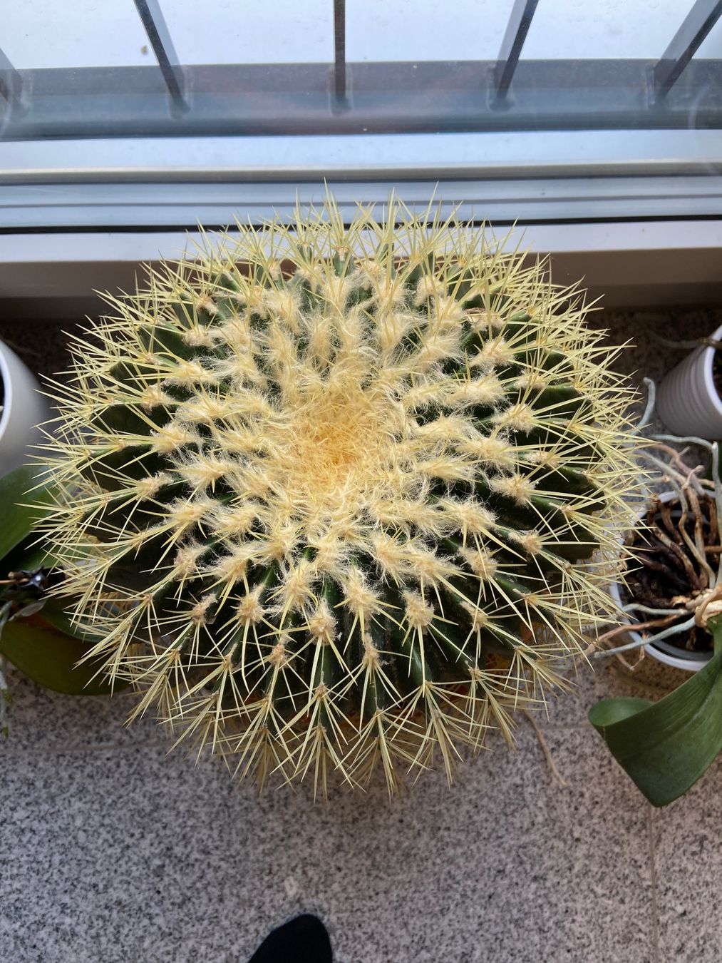 Plantes & graines: Echinocactus Grusonii / Schwiegermuttersitz-Kaktus – D'occasion à Hausen AG par ENDLIFT