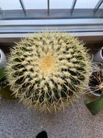 Echinocactus Grusonii / Schwiegermuttersitz-Kaktus