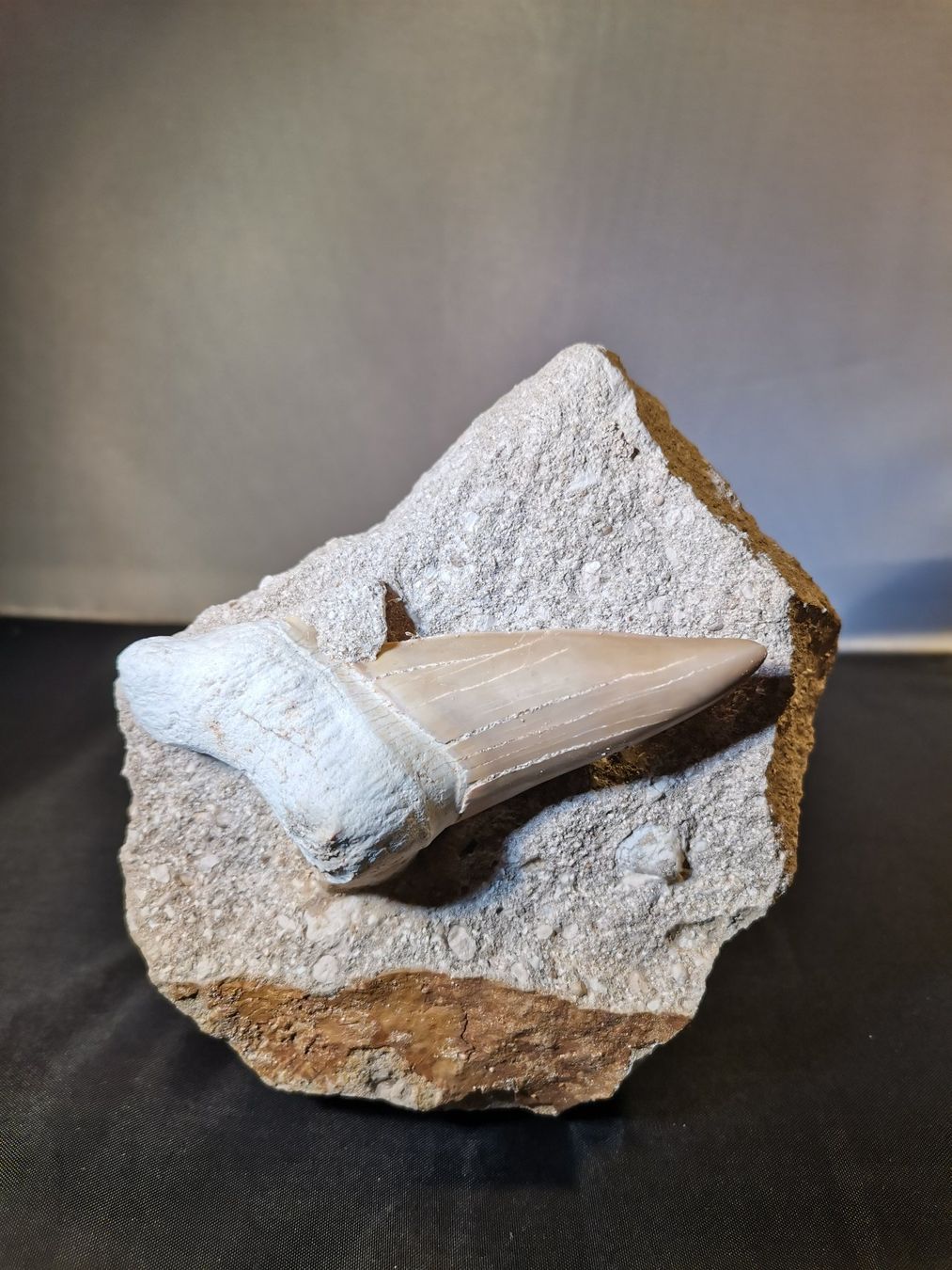 Fossilien: Haifischzahn in originaler Matrix – Neu (gemäss Beschreibung) aus Suhr von Brocki-Suhr 1