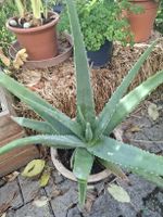 Aloe Vera Pflanze gross mit Topf 