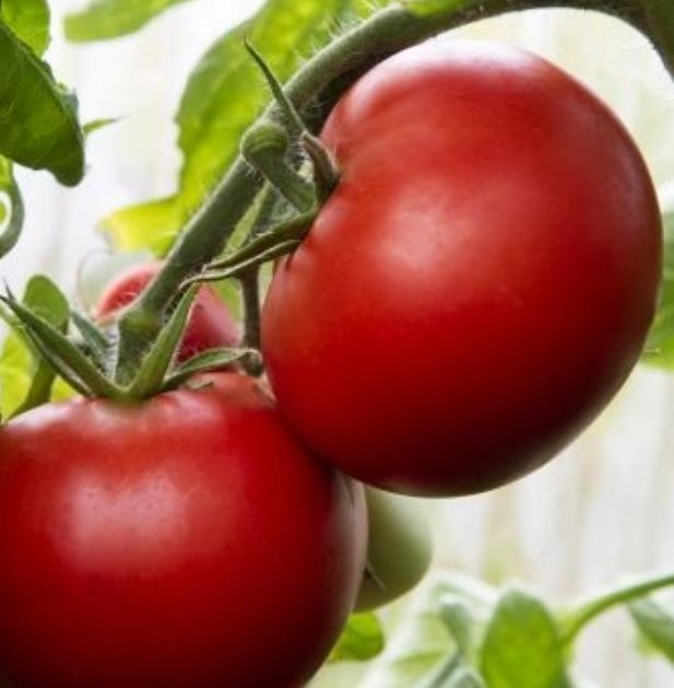 Piante & sementi: 30 Samen rote Tomate "LYCOTOM" Mittelgroß, pflegeleicht – Nuovo e nell'imballaggio originale da Rovio venduto da POSITIFFARTandPLANTS 3