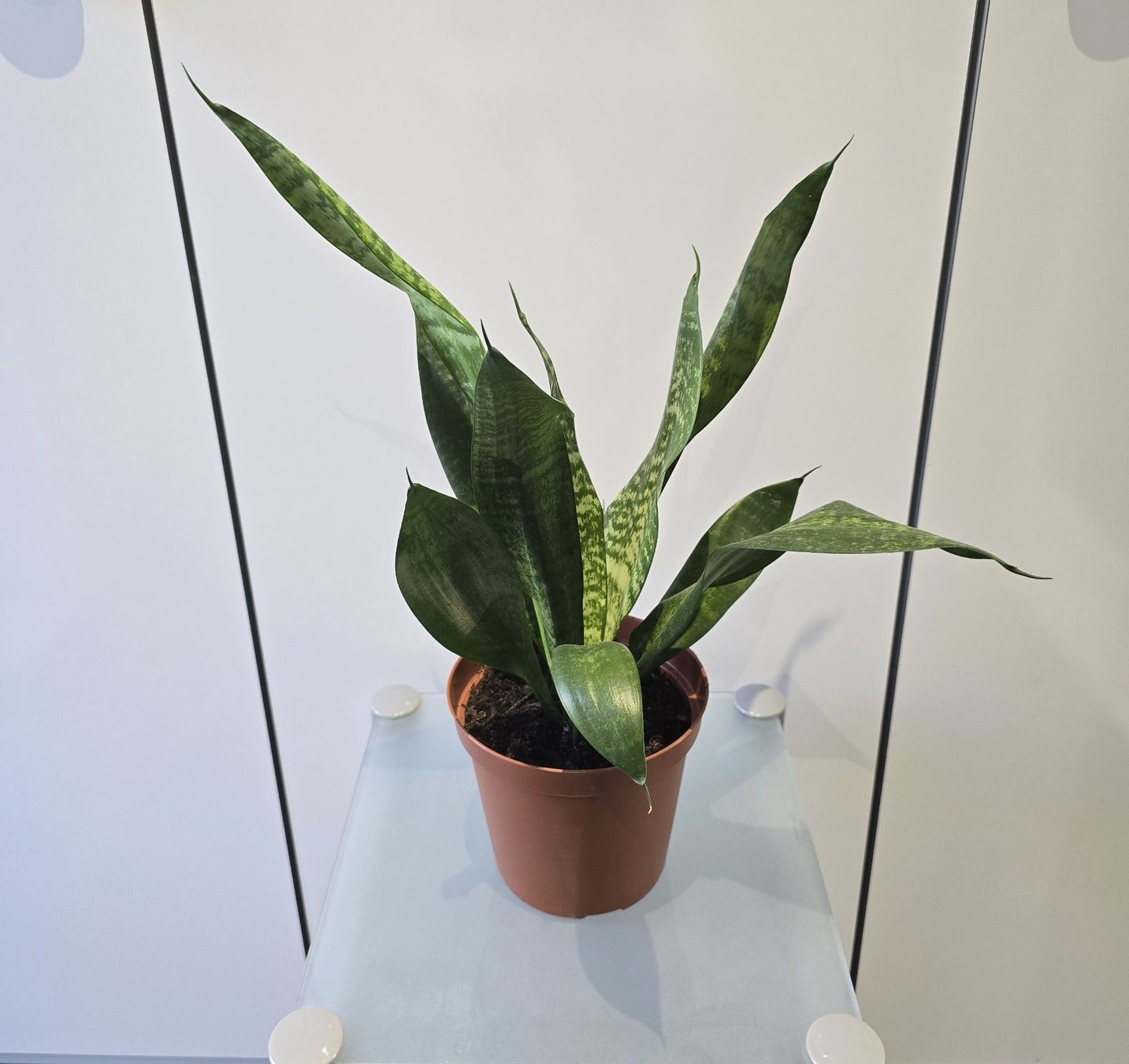 Piante & sementi: Pflanze Sansevieria / Bogenhanf 47 cm – Usato da Oetwil an der Limmat venduto da dhantal 2