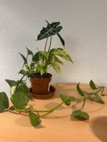 Zimmerpflanzen  Drei Pflanze in  Topf