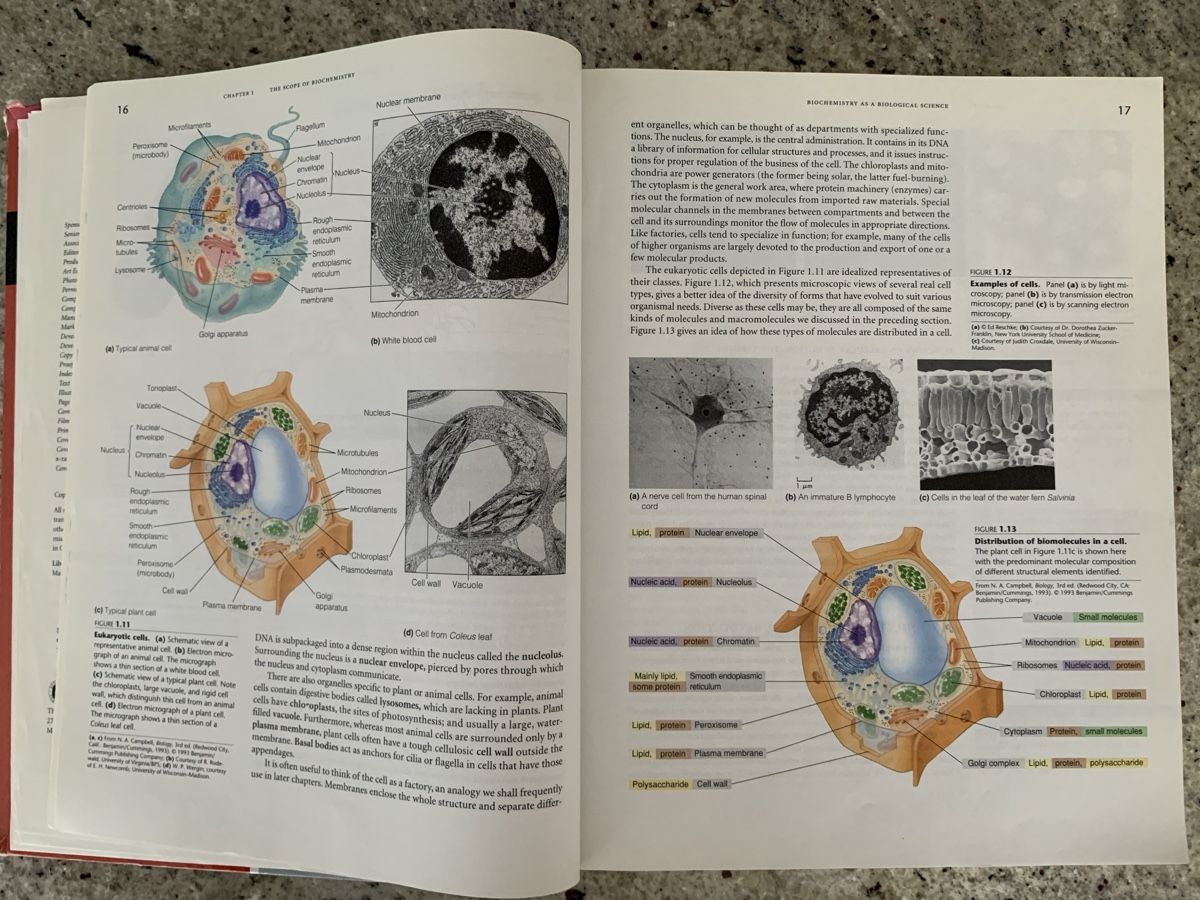 Libri: Biochemistry, 2nd Edition, Matthews/van Holde – Usato da Genève venduto da sunsustains 7