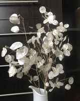 Lunaria Moneta del Papa 5 Samen Silberling Deko Trockenblume