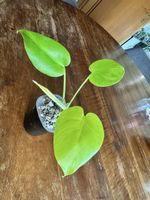 🌿 Monstera Full Cheese Lemon Lime – Jungpflanze 🌿