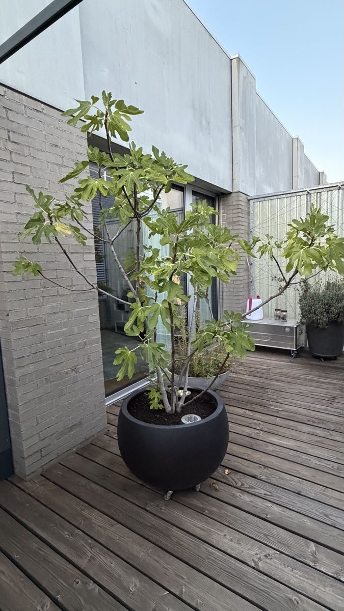 Pflanzen & Samen: Feigenbaum – Gebraucht aus Emmenbrücke von nibru14 2