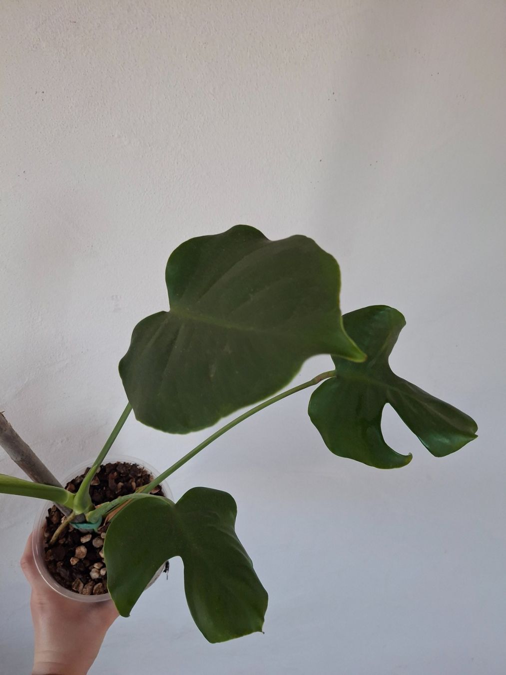 Piante & sementi: Monstera deliciosa/Fensterblatt – Nuovo (secondo la descrizione) da Wila venduto da mal_e_na 2