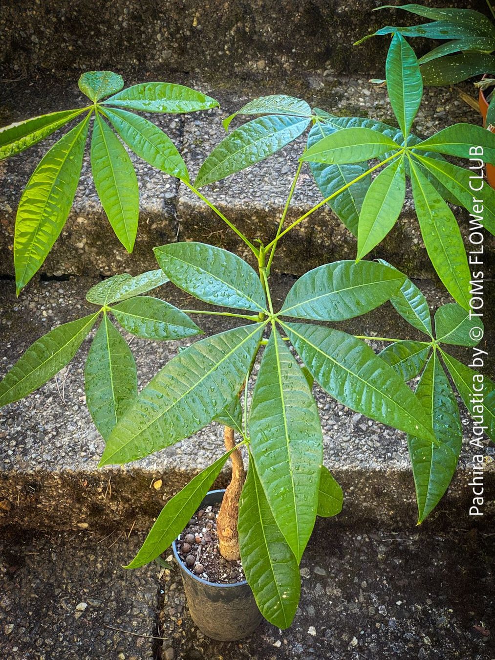 Pflanzen & Samen: Pachira Aquatica | Glückskastanie | Gesund & Top Robust – Neu und originalverpackt aus Adliswil von TAKEYOURPLANT 1