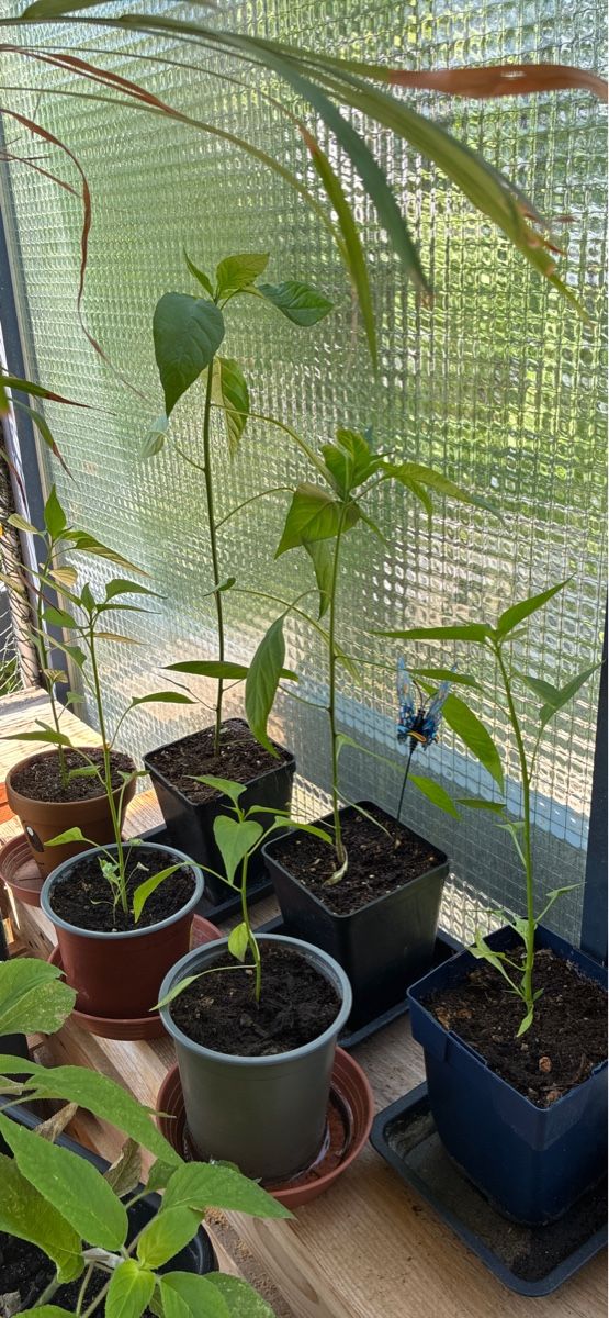Piante & sementi: Setzling Chilipflanzen – Nuovo (secondo la descrizione) da Arbon venduto da car_v2zm