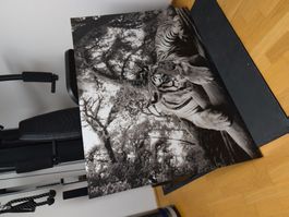 Tiger poster black and white blue eyes used condition