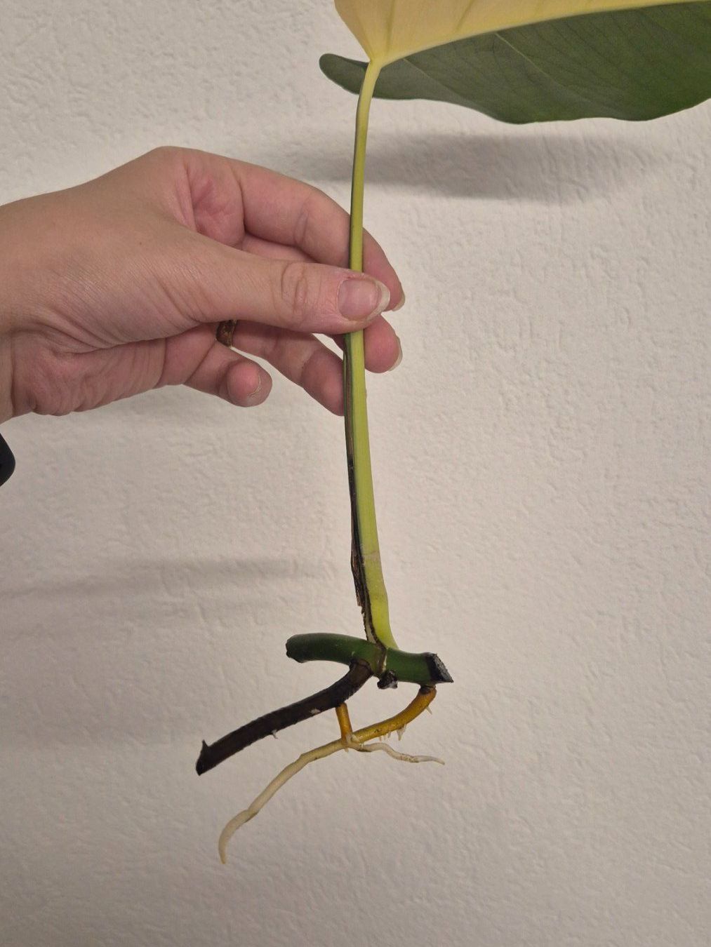 Piante & sementi: 🌿 Monstera Aurea Ableger #1🌿 – Nuovo (secondo la descrizione) da Dürrenäsch venduto da Tina_2023 1
