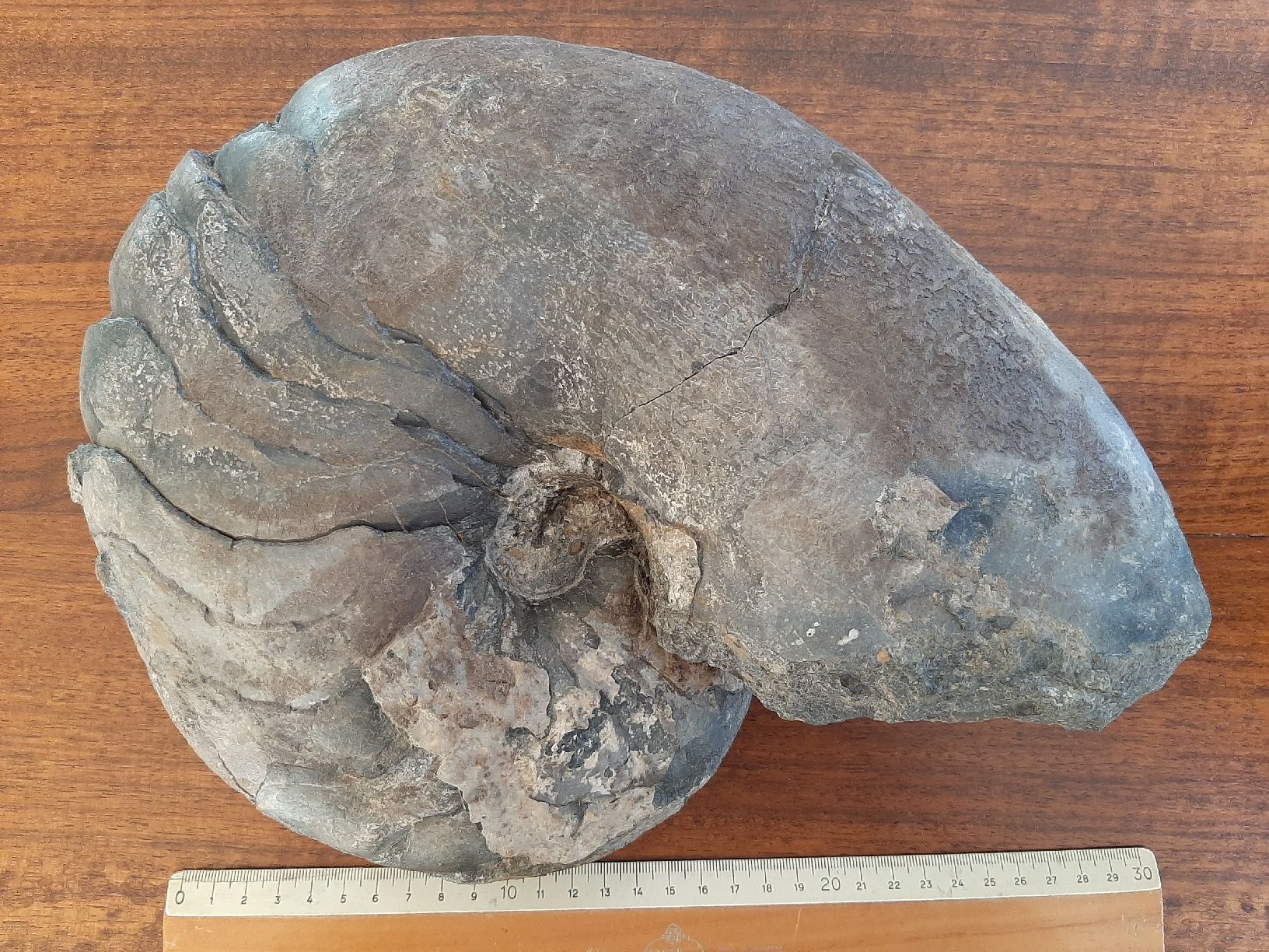Fossili: Schöner Nautilus – Usato da Rickenbach BL venduto da Oktober68 3