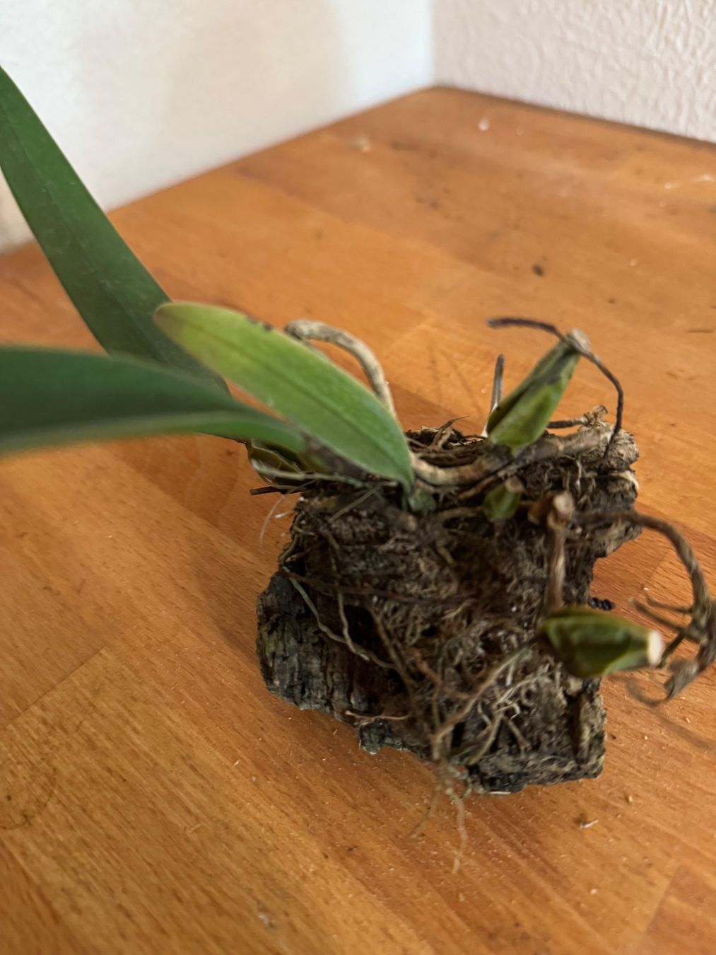 Plantes & graines: Bulbophyllum bicolor – D'occasion à Männedorf par mrclst 2