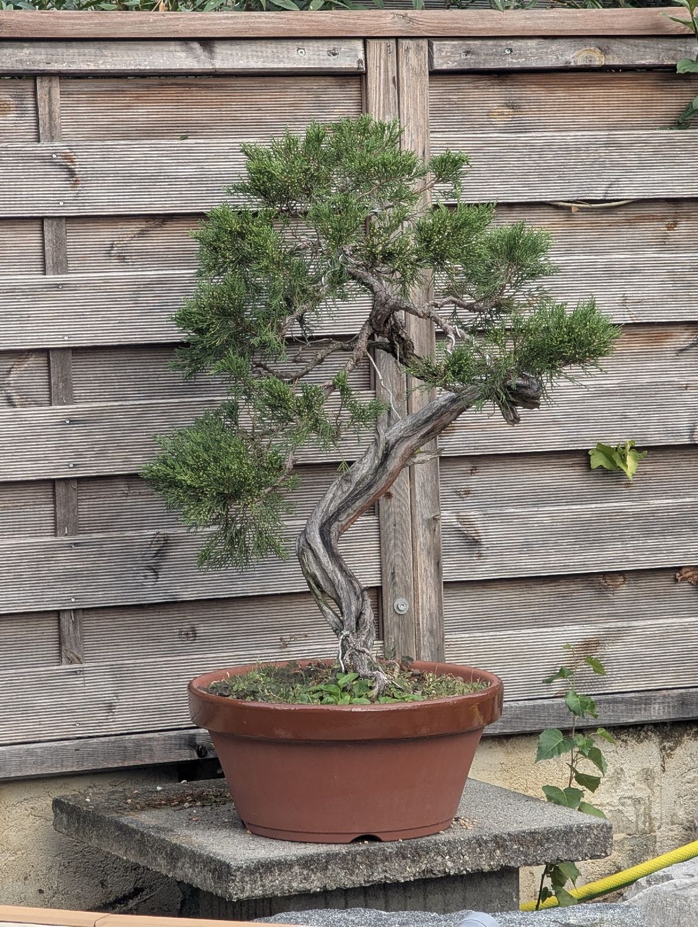 Plantes & graines: Bonsai Wacholder 80cm – D'occasion à Buckten par Aerosolist