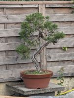 Bonsai Wacholder 80cm