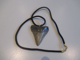 StarRecordsGmbH: Megalodon-Zahn / 5,5 cm / mit Zertifikat