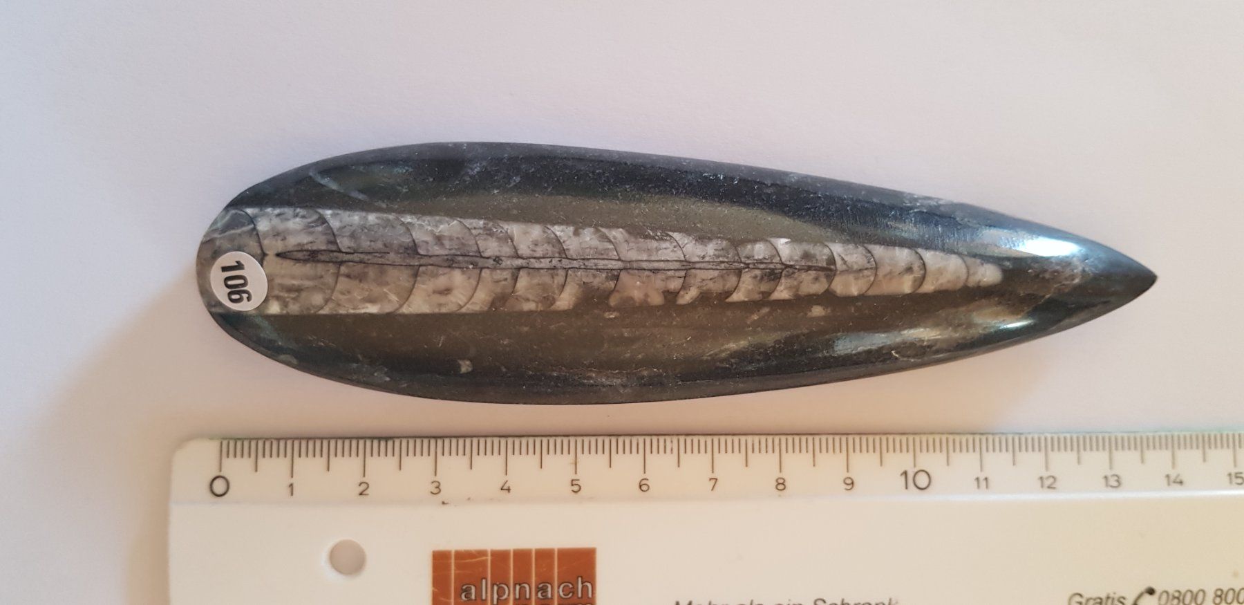 Fossili: Orthoceras  Nr 106 – Nuovo (secondo la descrizione) da Schwanden-Brienz venduto da Testudo06