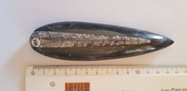 Orthoceras  Nr 106