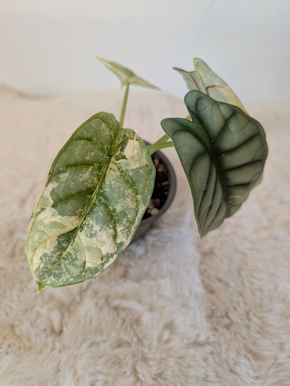 Piante & sementi: Alocasia Silver Dragon Aurea – Nuovo (secondo la descrizione) da Waltensburg/Vuorz venduto da fop_lw7n 3