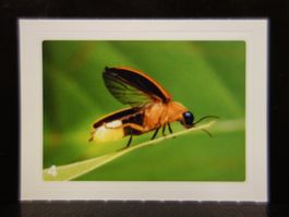 MIGROS MANIA Nature Detectives Nr. 4