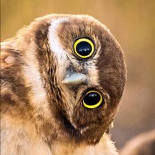 Profile image of -duda-