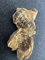 Echter Trilobit auf Matrix – Fossil – vermutlich Marokko