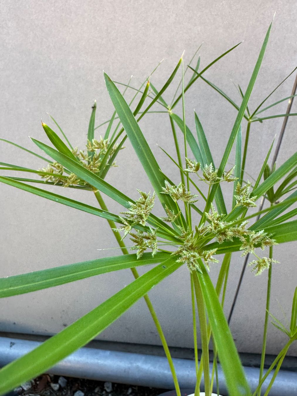 Plantes & graines: PAPYRUS STECKLING – D'occasion à Zürich par NIKI777 2