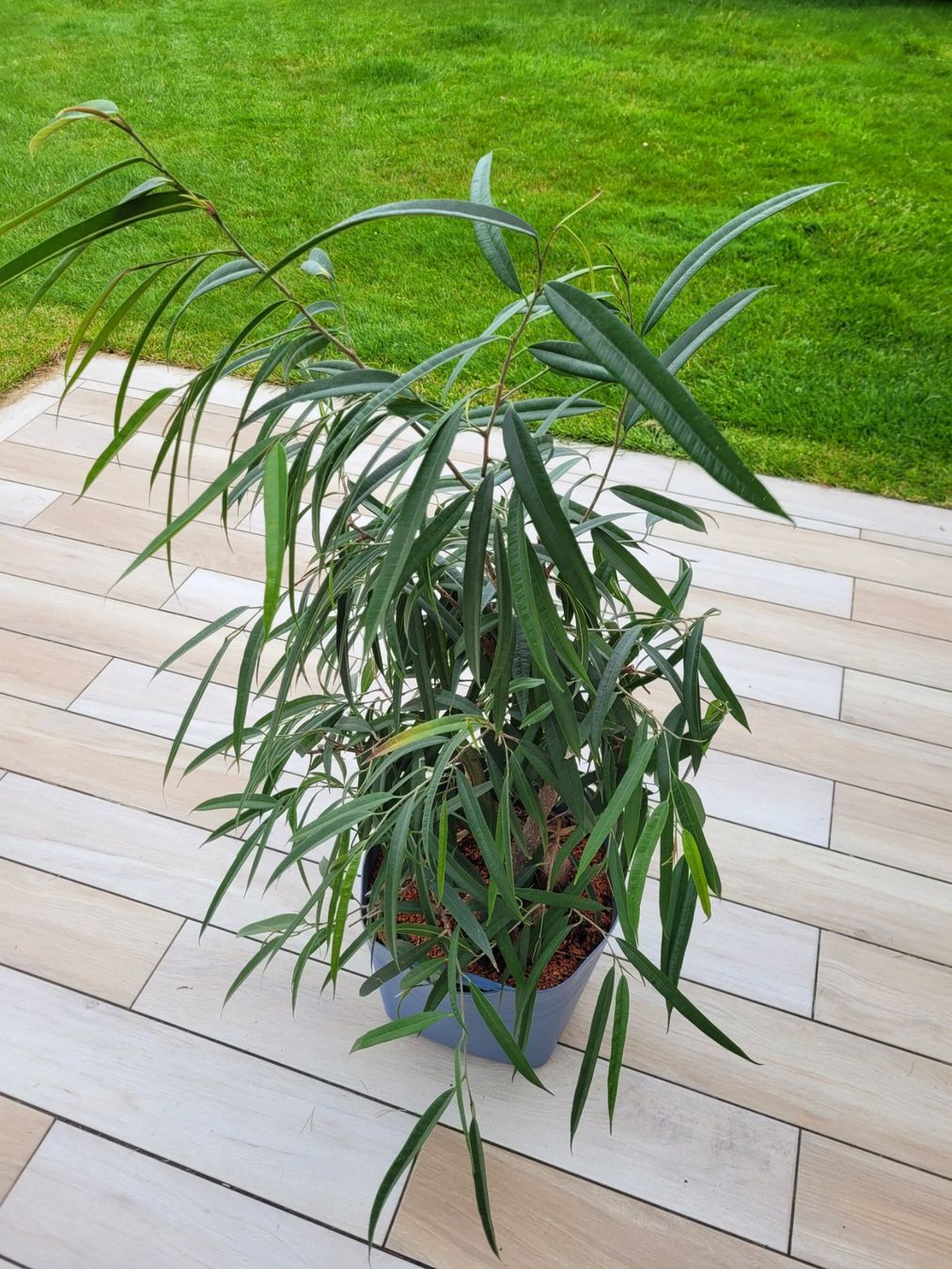Schne Zimmerpflanze Ficus "Alii" (Gebraucht) in Riken AG fr CHF 30  nur  Abholung auf Ricardo kaufen