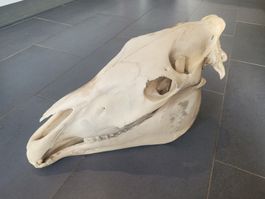 Crâne de cheval